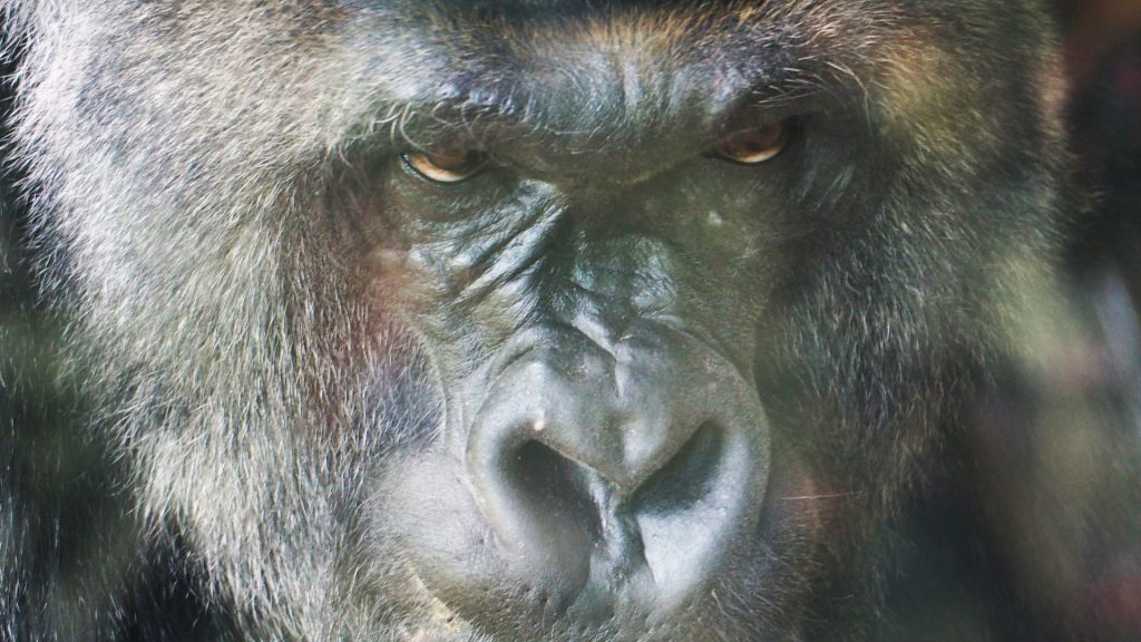 gorilla mind lock and load gorilla mind lock and load